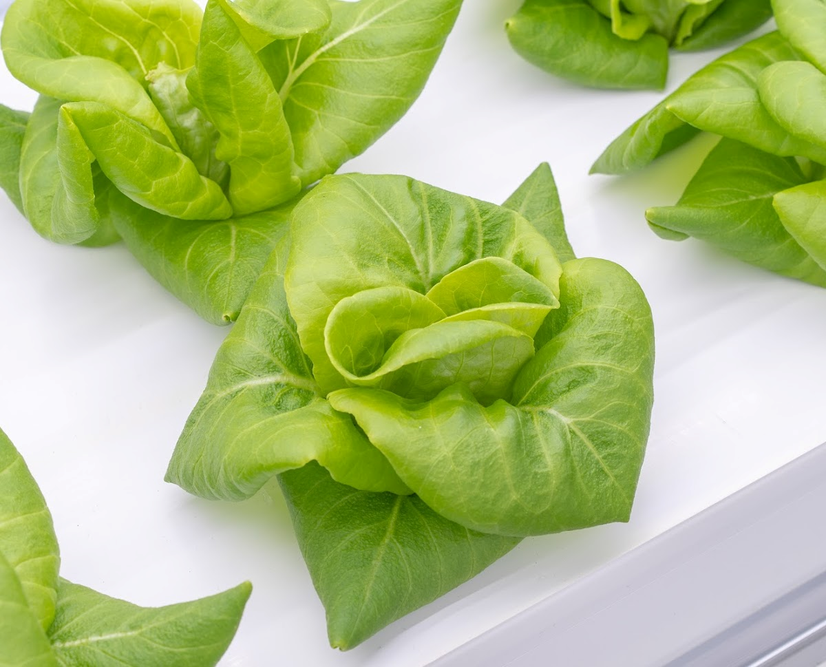 Container Farming Journey